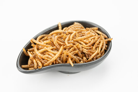 黄粉虫干，让爱宠活力翻倍的天然“能量包”
