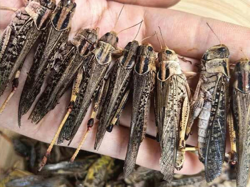 冻干干燥草蜢虫